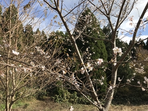 山下ホーム,植樹