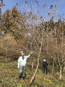 山下ホーム,植樹