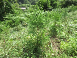 山下ホームが富山県魚津市で行った植樹活動